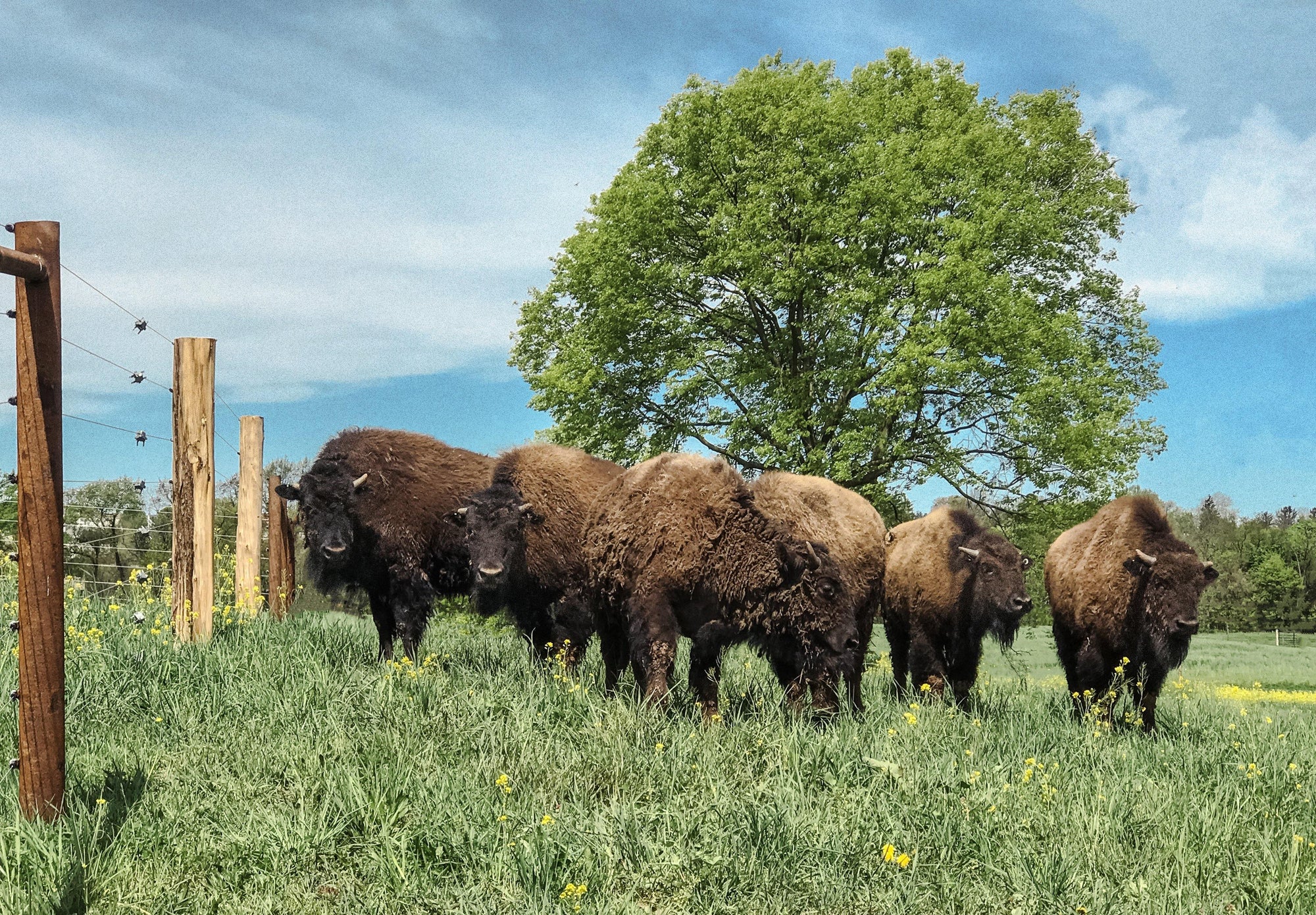 We love our bison! - Buck Wild Bison