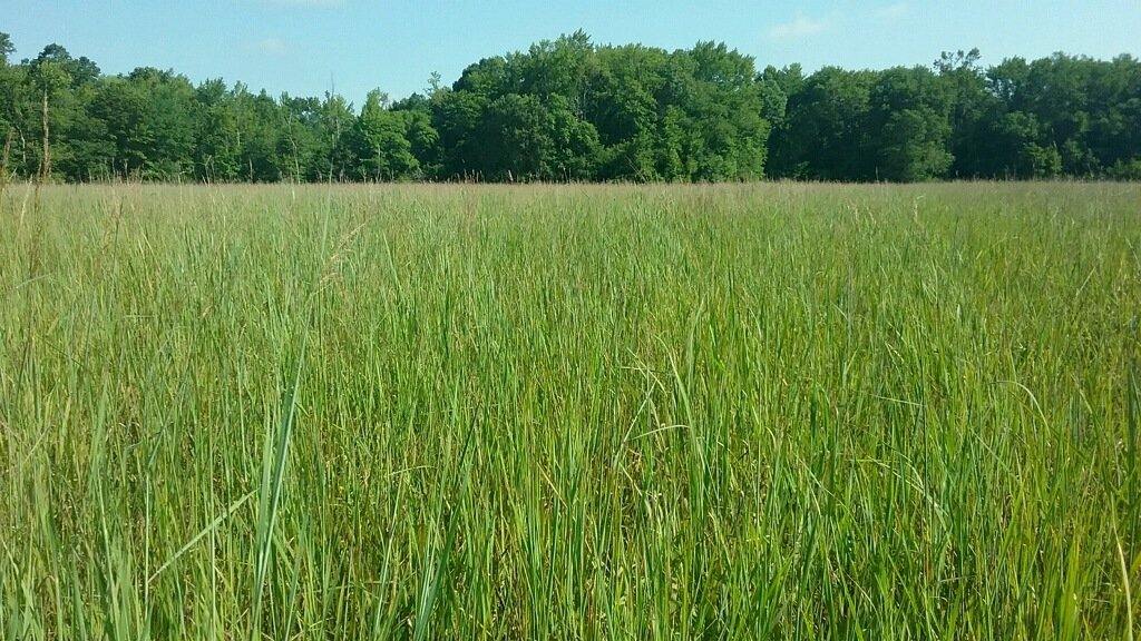 A future home for our Buck Wild Bison Family Farm - Buck Wild Bison