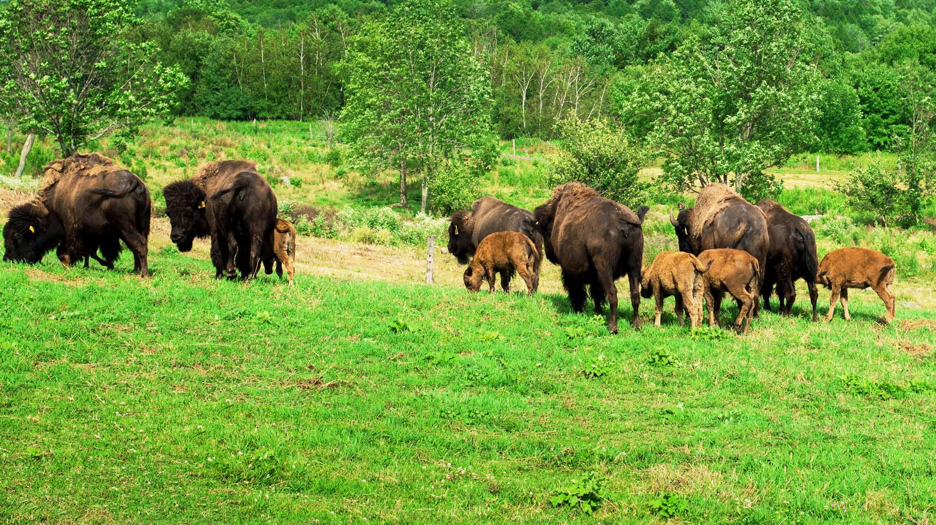 Bison vs. Buffalo: What's the Difference? - Buck Wild Bison