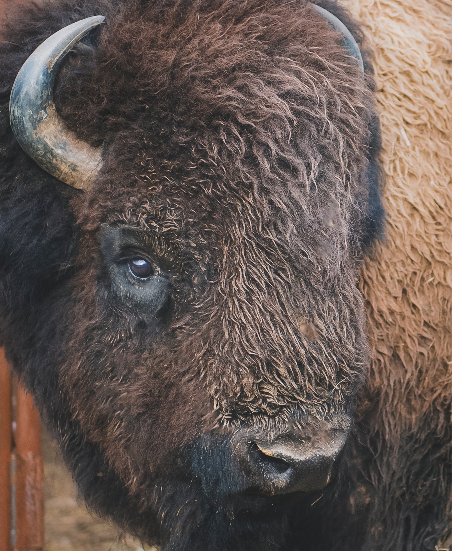 Our bison love their NJ farm...and treats! - Buck Wild Bison