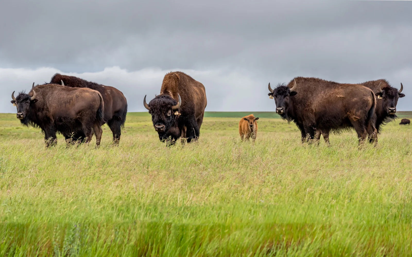 Buck Wild Bison: Setting the Gold Standard for Bison Farming