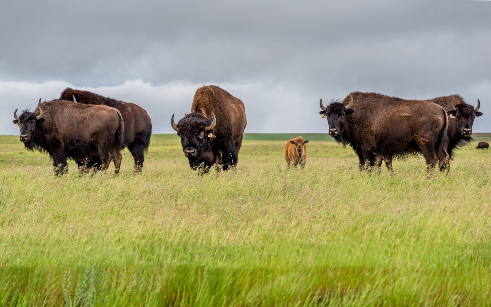 bison herd - buck wild bison