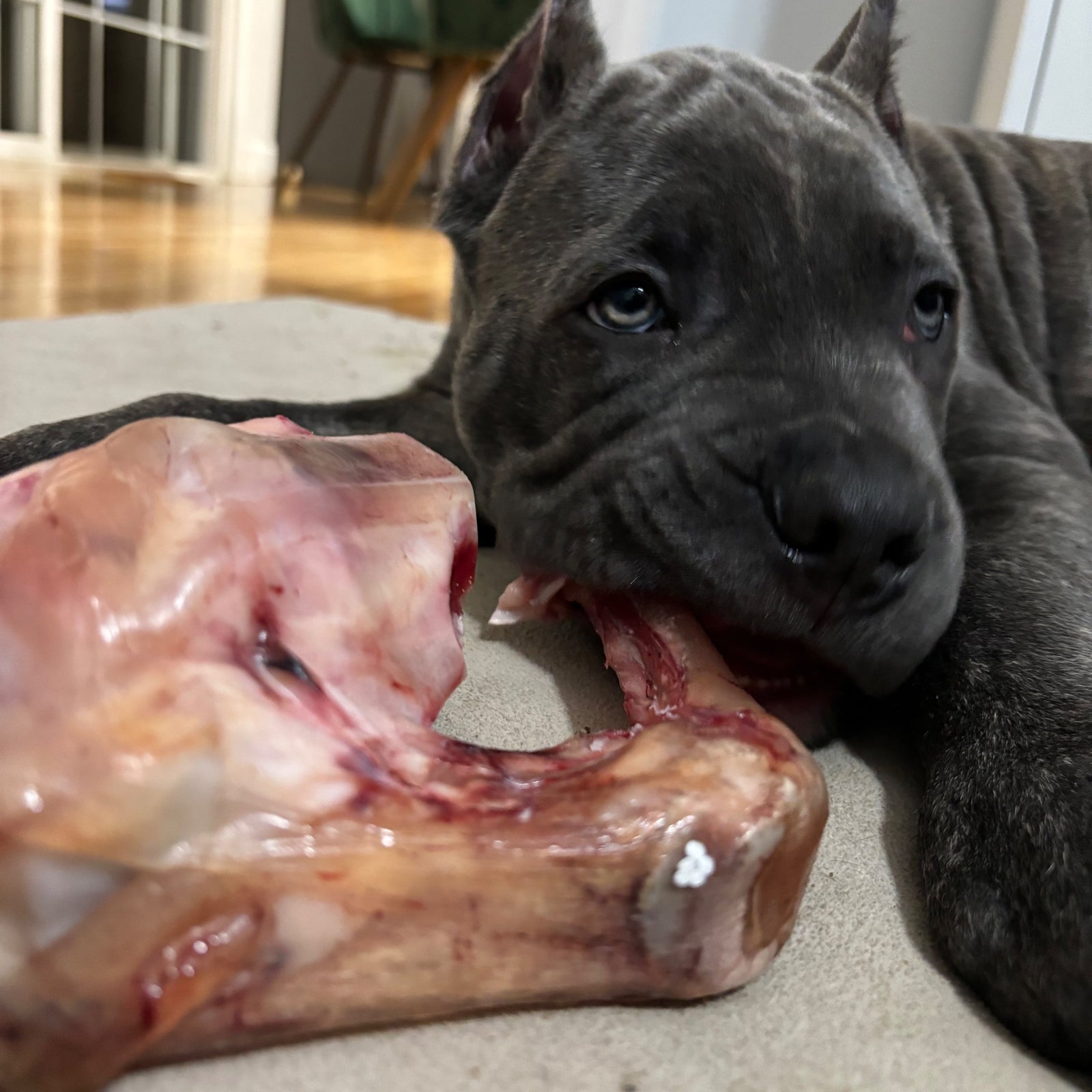 beef knuckle bone for dogs